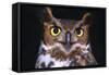 Horned Owl-null-Framed Stretched Canvas