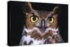 Horned Owl-null-Stretched Canvas