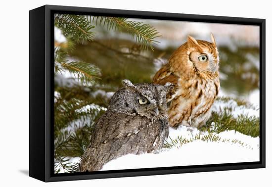 Horned Owl-null-Framed Stretched Canvas