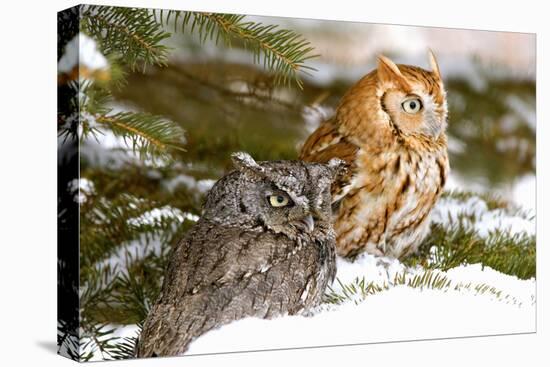 Horned Owl-null-Stretched Canvas