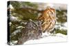 Horned Owl-null-Stretched Canvas