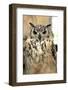 Horned Owl-Gripfast-Framed Photographic Print