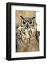 Horned Owl-Gripfast-Framed Photographic Print