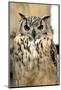 Horned Owl-Gripfast-Mounted Photographic Print