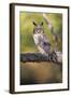 Horned Owl-null-Framed Photographic Print