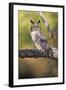 Horned Owl-null-Framed Photographic Print