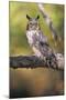 Horned Owl-null-Mounted Photographic Print
