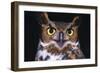 Horned Owl-null-Framed Photographic Print