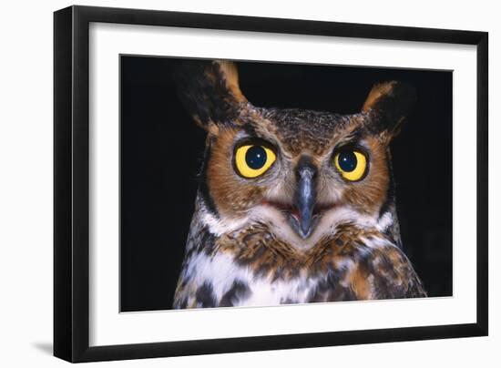 Horned Owl-null-Framed Photographic Print