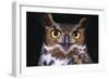 Horned Owl-null-Framed Photographic Print