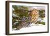 Horned Owl-null-Framed Photographic Print