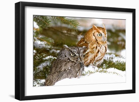 Horned Owl-null-Framed Photographic Print