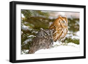 Horned Owl-null-Framed Photographic Print