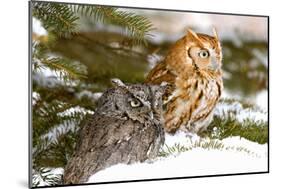 Horned Owl-null-Mounted Photographic Print