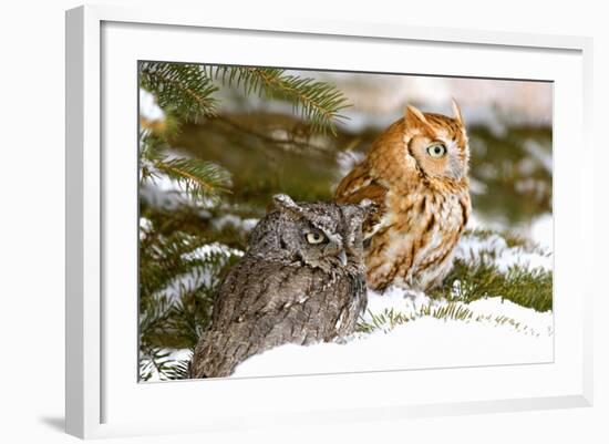 Horned Owl-null-Framed Photographic Print