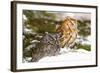 Horned Owl-null-Framed Photographic Print