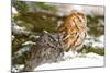 Horned Owl-null-Mounted Photographic Print