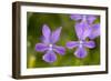 Horned Pansy Endemic-null-Framed Photographic Print