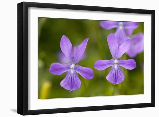 Horned Pansy Endemic-null-Framed Photographic Print