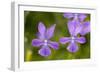 Horned Pansy Endemic-null-Framed Photographic Print