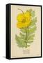 Horned Poppy-Mabel E. Step-Framed Stretched Canvas