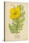 Horned Poppy-Mabel E. Step-Stretched Canvas