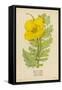 Horned Poppy-Mabel E. Step-Framed Stretched Canvas