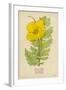 Horned Poppy-Mabel E. Step-Framed Art Print