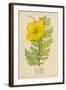 Horned Poppy-Mabel E. Step-Framed Art Print