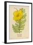 Horned Poppy-Mabel E. Step-Framed Art Print