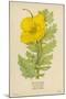 Horned Poppy-Mabel E. Step-Mounted Art Print