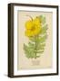 Horned Poppy-Mabel E. Step-Framed Art Print
