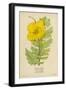 Horned Poppy-Mabel E. Step-Framed Art Print