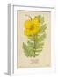 Horned Poppy-Mabel E. Step-Framed Art Print