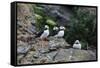 Horned Puffin, Alaska, USA-Gavriel Jecan-Framed Stretched Canvas