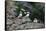 Horned Puffin, Alaska, USA-Gavriel Jecan-Framed Stretched Canvas
