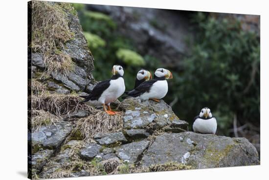 Horned Puffin, Alaska, USA-Gavriel Jecan-Stretched Canvas