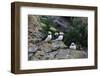 Horned Puffin, Alaska, USA-Gavriel Jecan-Framed Photographic Print