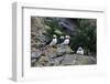 Horned Puffin, Alaska, USA-Gavriel Jecan-Framed Photographic Print