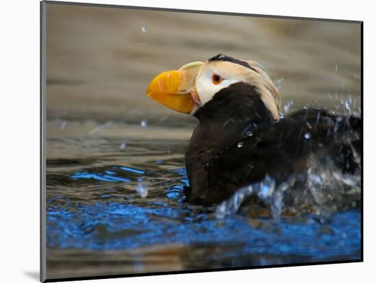 Horned Puffin, Alaska-Charles Glover-Mounted Giclee Print