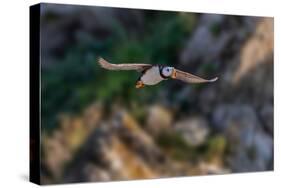 Horned puffin flying, Bird Island, Lake Clark National Park and Preserve, Alaska-Adam Jones-Stretched Canvas