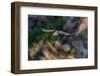 Horned puffin flying, Bird Island, Lake Clark National Park and Preserve, Alaska-Adam Jones-Framed Photographic Print