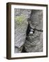 Horned Puffin (Fratercula comiculata), Cape Archen, Bering Sea, Russian Far East-Keren Su-Framed Photographic Print