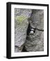 Horned Puffin (Fratercula comiculata), Cape Archen, Bering Sea, Russian Far East-Keren Su-Framed Photographic Print