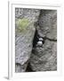 Horned Puffin (Fratercula comiculata), Cape Archen, Bering Sea, Russian Far East-Keren Su-Framed Photographic Print