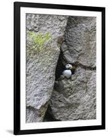 Horned Puffin (Fratercula comiculata), Cape Archen, Bering Sea, Russian Far East-Keren Su-Framed Photographic Print