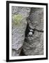 Horned Puffin (Fratercula comiculata), Cape Archen, Bering Sea, Russian Far East-Keren Su-Framed Photographic Print