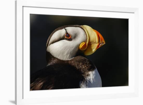 Horned Puffin, Fratercula corniculata, Oregon Coast Aquarium-Adam Jones-Framed Photographic Print