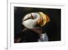 Horned Puffin, Fratercula corniculata, Oregon Coast Aquarium-Adam Jones-Framed Photographic Print