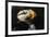 Horned Puffin, Fratercula corniculata, Oregon Coast Aquarium-Adam Jones-Framed Photographic Print